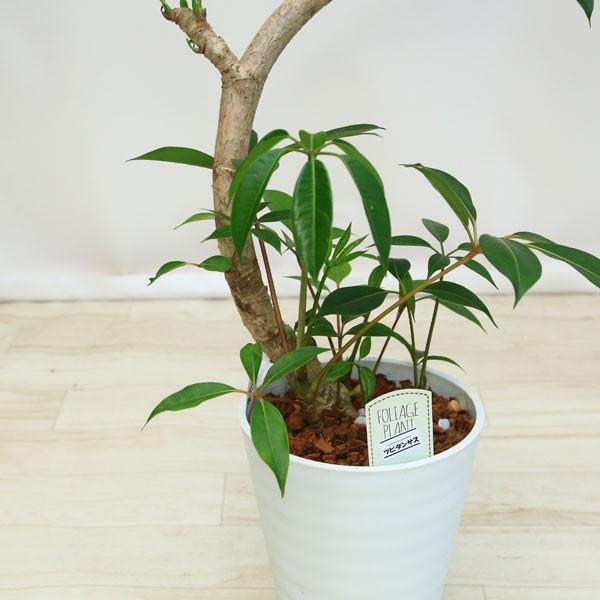 観葉植物 おしゃれ：ツピタンサス(ツピダンサス)*セラアート