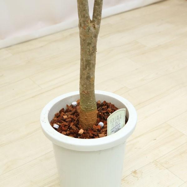 観葉植物 おしゃれ：ドラセナ コンシネ ホワイボリー*白ポット 佐川便
