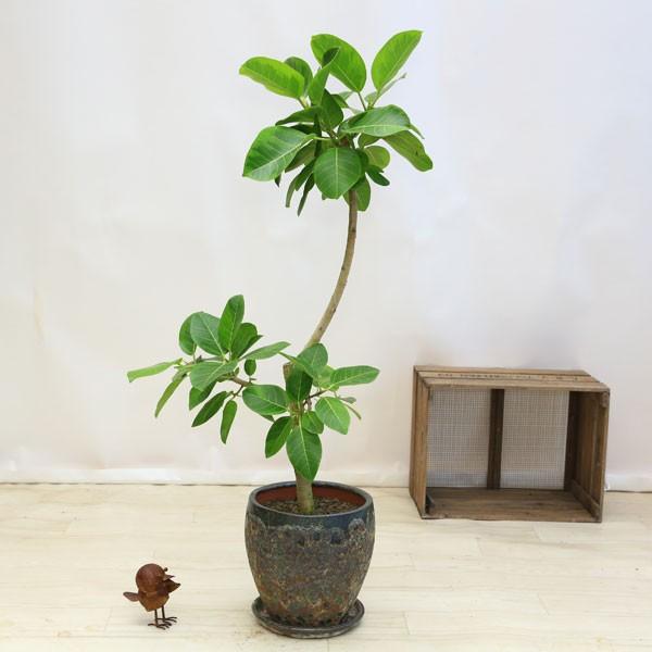 訳ありセール格安 おしゃれ 観葉植物 フィカス アルテシーマ アルティシーマ 現品 Ash陶器鉢 大型ヤマト便配送 バークチップ 受皿付 Sale F4249 遊恵盆栽 Yahoo 店 通販 Yahoo ショッピング 信頼 Www Jolimmo Ch