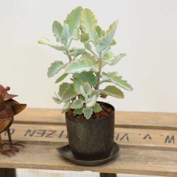 観葉植物：カランコエ ベハレンシス ファンクイーン*COFFEE POT : 遊恵