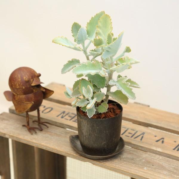 観葉植物：カランコエ ベハレンシス ファンクイーン*COFFEE POT : 遊恵