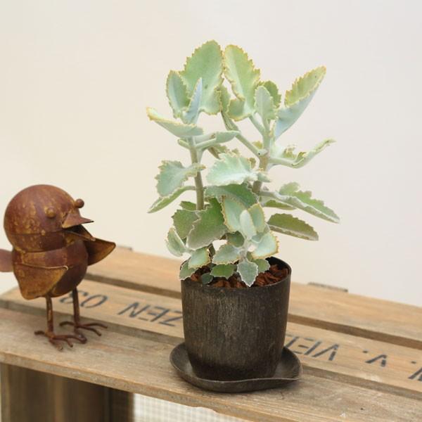観葉植物：カランコエ ベハレンシス ファンクイーン*COFFEE POT : 遊恵