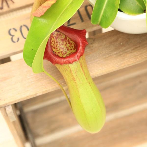 観葉植物 おしゃれ 食虫植物：ウツボカズラ ネペンシス ベントリコーサ