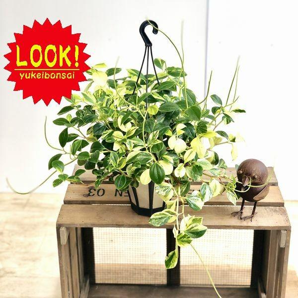 観葉植物 おしゃれ ペペロミア グラベラ 吊り鉢 F4266 遊恵盆栽 Yahoo 店 通販 Yahoo ショッピング