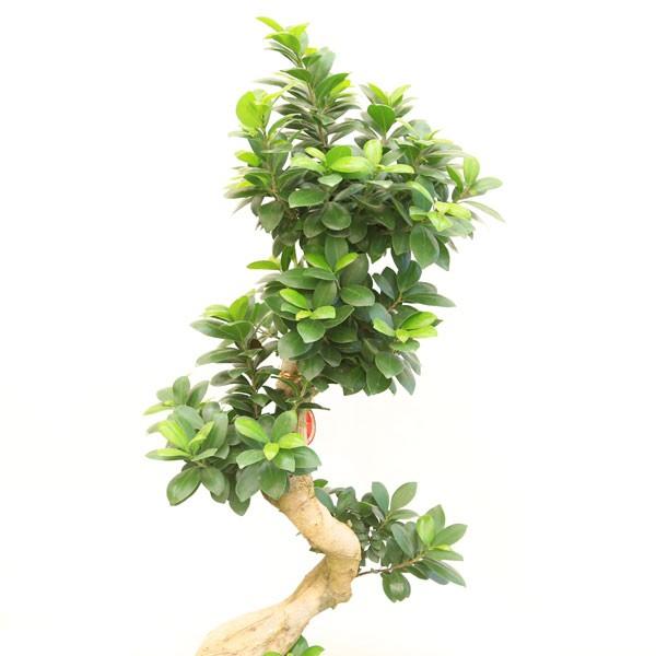 観葉植物 おしゃれ：ガジュマル 多幸の木 *昇り竜 精霊の樹 セラアート