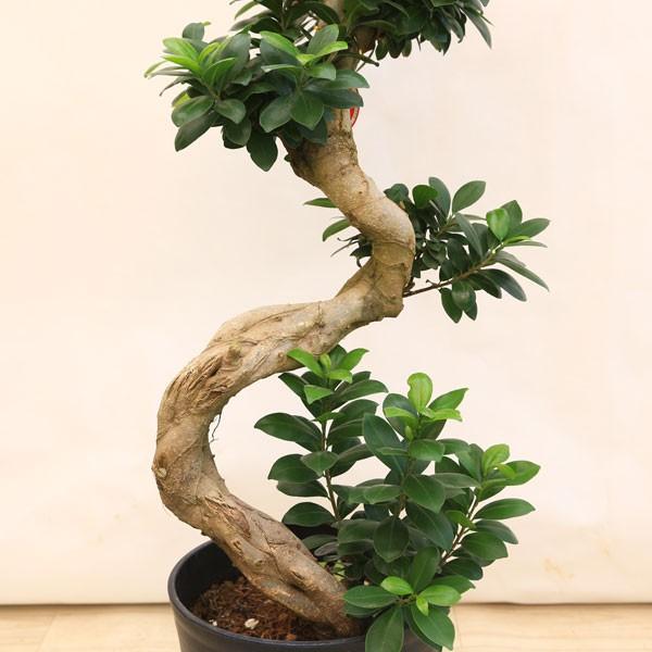 絵画 「多幸の樹」 26年02月06日 (金) 19:00-21:00 | 上野・根津 | フィンセント・ファン