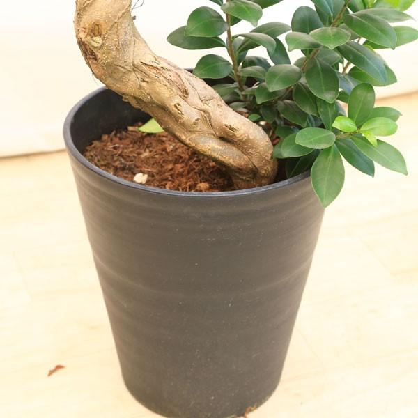 観葉植物 おしゃれ：ガジュマル 多幸の木 *昇り竜 精霊の樹 セラアート