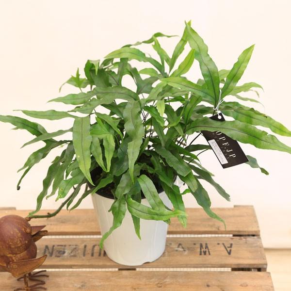 観葉植物 おしゃれ：シダ植物 ミクロソリウム ディベルシフォリウム