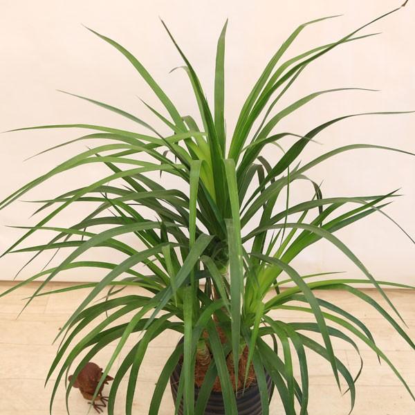 超激安 観葉植物 ドラセナ カンボジアーナ ｔｔ陶器鉢 受皿付 ココヤシ飾り 現品 限定価格セール Ihmc21 Com