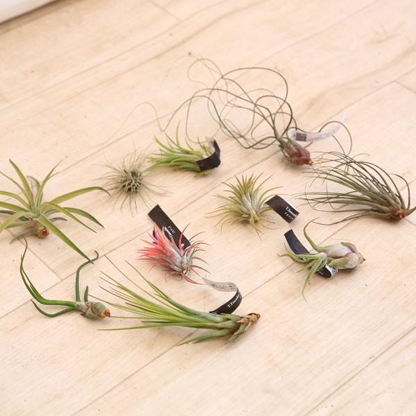 観葉植物 おしゃれ：チランジア エアープランツ*3種セット