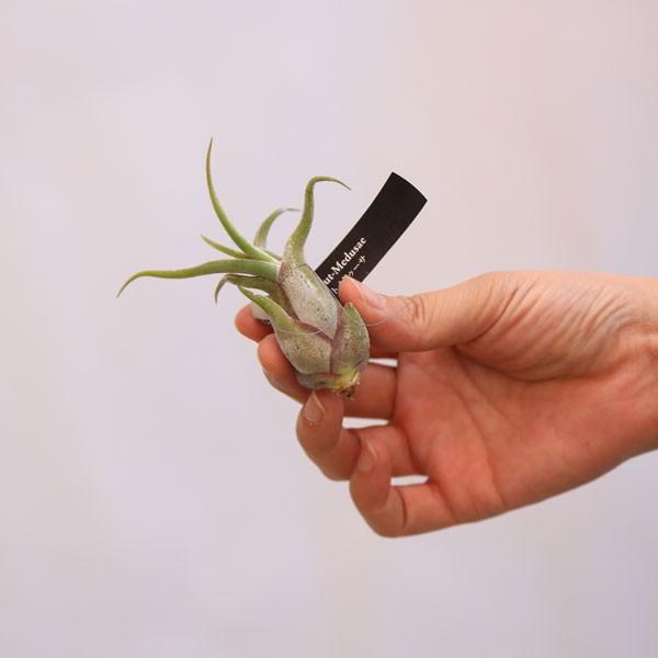 観葉植物 おしゃれ：チランジア エアープランツ*3種セット : 遊恵盆栽