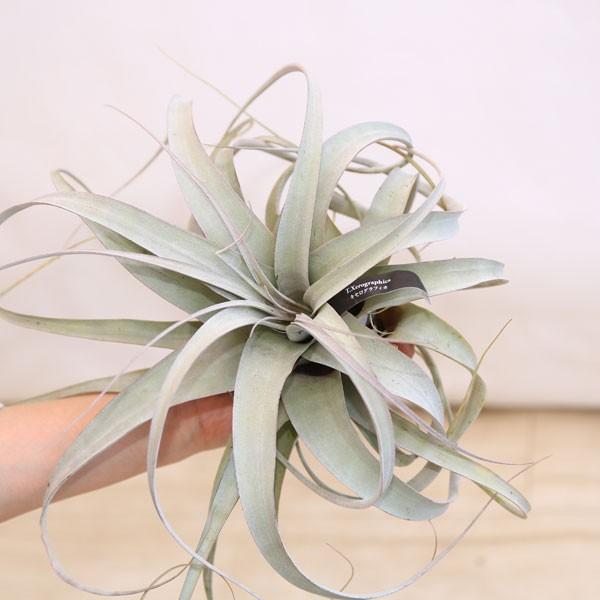 75 キセログラフィカ 花言葉 すべての美しい花の画像