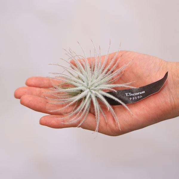 観葉植物 おしゃれ チランジア エアープランツ テクトラムr F4298 遊恵盆栽 Yahoo 店 通販 Yahoo ショッピング