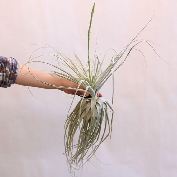 観葉植物 おしゃれ：チランジア ストラミネア*エアープランツ : 遊恵