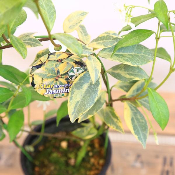 鉢花：スタージャスミン ジャスミン*アーチ仕立て : 遊恵盆栽 Yahoo!店