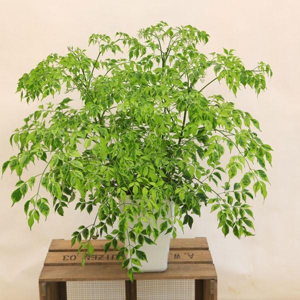 観葉植物 おしゃれ：ステレオスペルマム* : 遊恵盆栽 Yahoo!店 - 通販