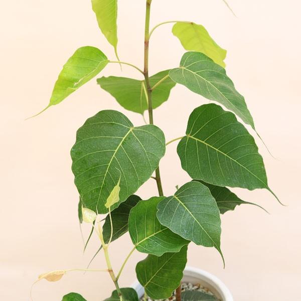 おしゃれ 観葉植物：インドボダイジュ*陶器鉢BB127 受皿付 印度菩提樹