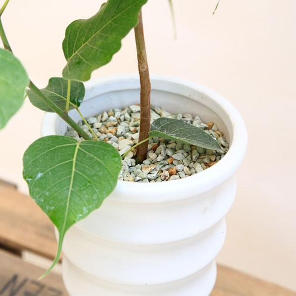 おしゃれ 観葉植物：インドボダイジュ*陶器鉢BB127 受皿付 印度菩提樹