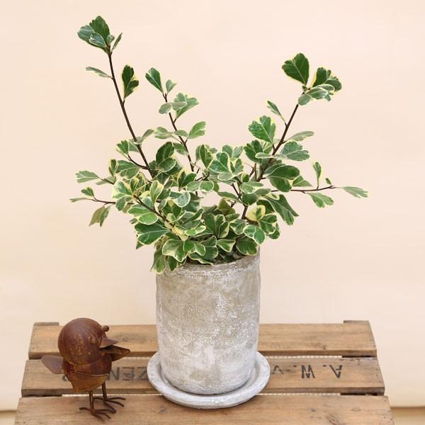希少 フィカス スウィートハート 陶器鉢 受皿付 観葉植物 大型 室内 観葉植物 おしゃれ：フィカス・スウィートハート*セメント鉢 受皿付