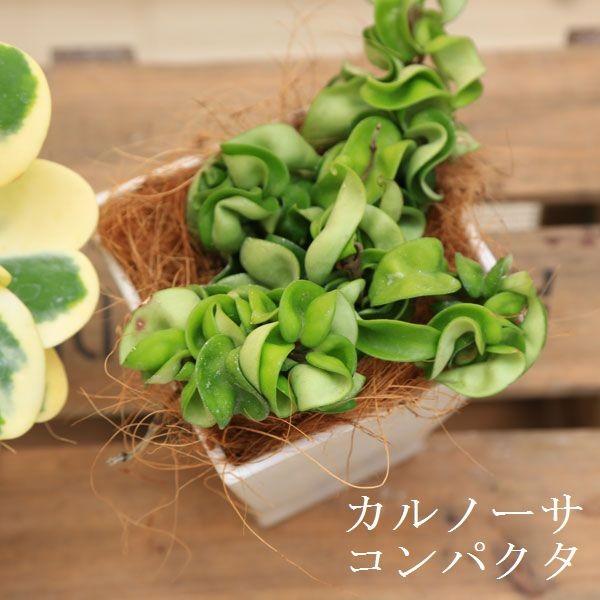 斑入り　ハート ホヤ　苗　ほや はーと　多肉/植物　山野草/フイリ 斑入り ハート ホヤ 苗 ほや はーと 多肉/植物 山野草/フイリ