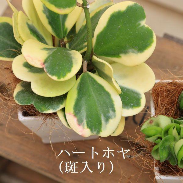 観葉植物 多肉植物 選べる：ホヤ*カルノーサ ハートホヤ リップカラー