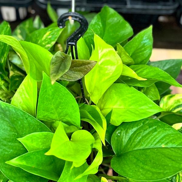 再入荷しました 観葉植物 おしゃれ：ポトスMIX*6号 吊り鉢 : 遊恵盆栽