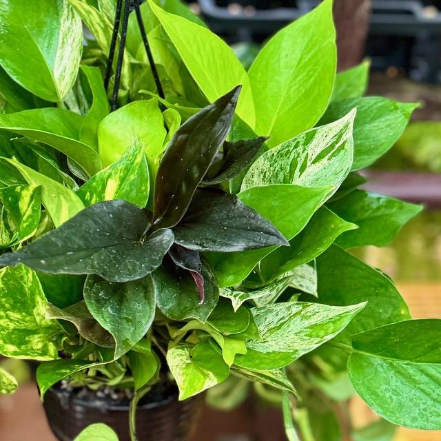 再入荷しました 観葉植物 おしゃれ：ポトスMIX*6号 吊り鉢 : 遊恵盆栽