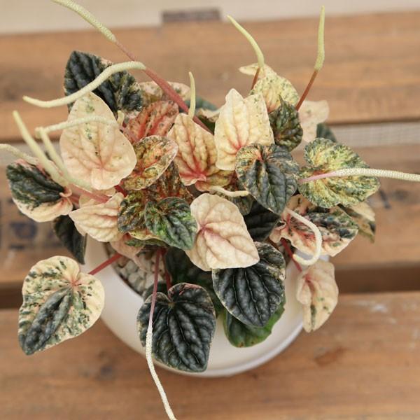 観葉植物 おしゃれ ペペロミア ピンクレディー モダン鉢 受皿付 F4328 遊恵盆栽 Yahoo 店 通販 Yahoo ショッピング