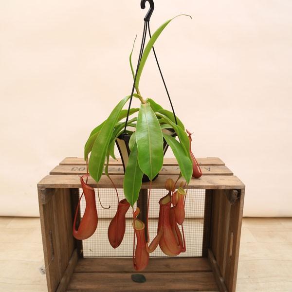 観葉植物 おしゃれ 食虫植物：ウツボカズラ・アラータ*ネペンテス