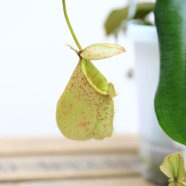 観葉植物 食虫植物：ウツボカズラ ネペンテス“アンプラリア”交配種