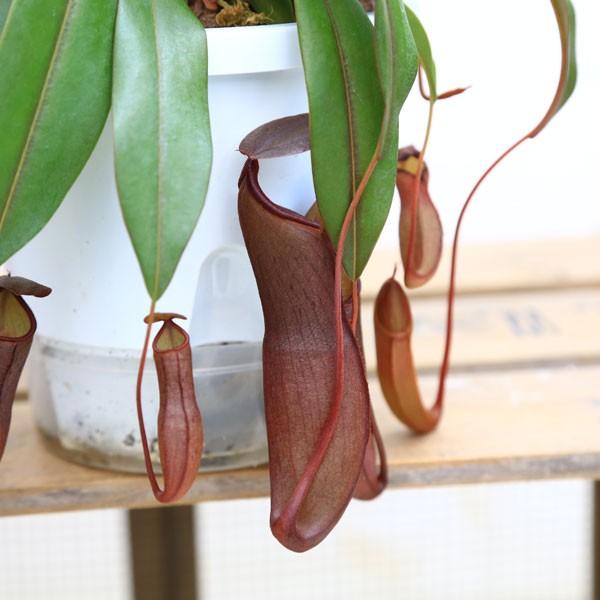 観葉植物 食虫植物：ウツボカズラ ネペンテス“レッドピコティ”交配種