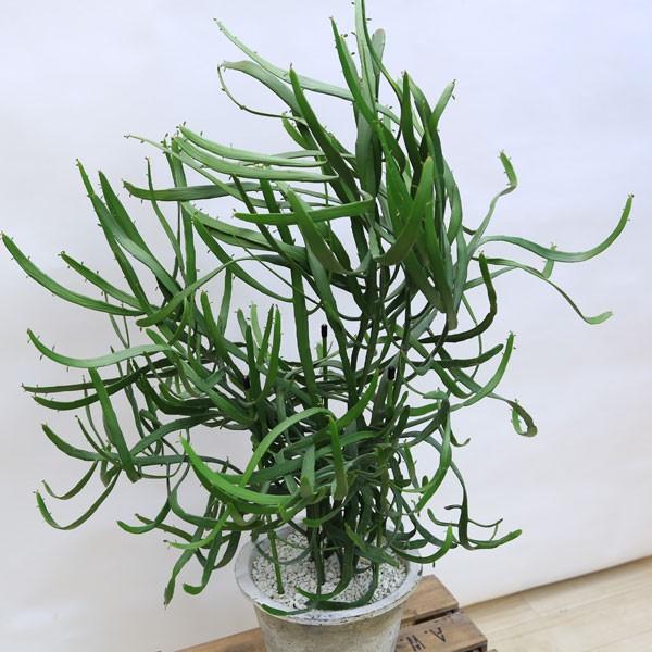 おしゃれ 観葉植物：ユーフォルビア キシロフィロイデス*ヘラサンゴ