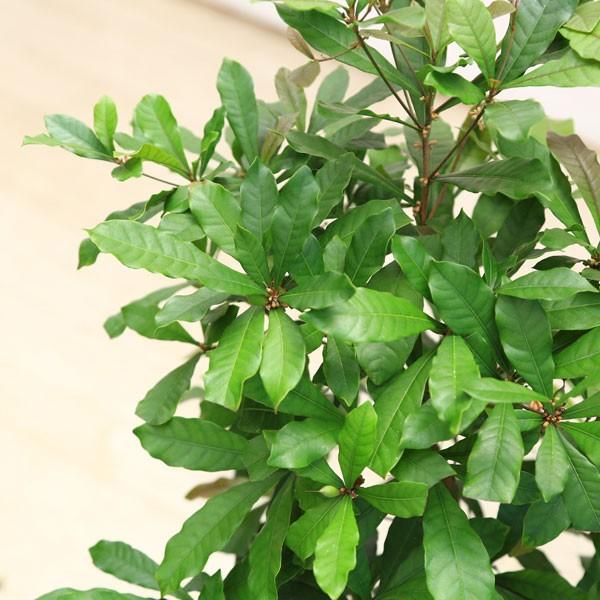 観葉植物 果樹：ミラクルフルーツ* : 遊恵盆栽 Yahoo!店 - 通販
