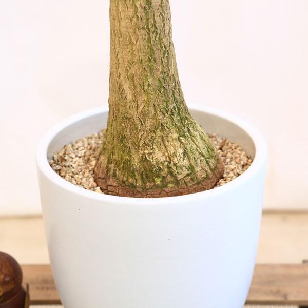 おしゃれ 観葉植物：ボーカルニア ノリナ(トックリラン)*マット陶器鉢