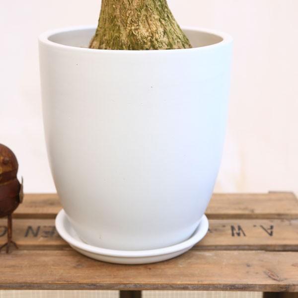 おしゃれ 観葉植物：ボーカルニア ノリナ(トックリラン)*マット陶器鉢