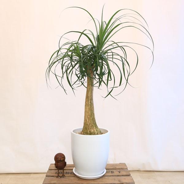 おしゃれ 観葉植物：ボーカルニア ノリナ(トックリラン)*マット陶器鉢