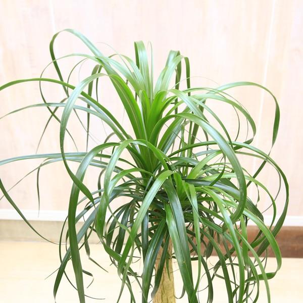 おしゃれ 観葉植物：ボーカルニア ノリナ(トックリラン)*マット陶器鉢