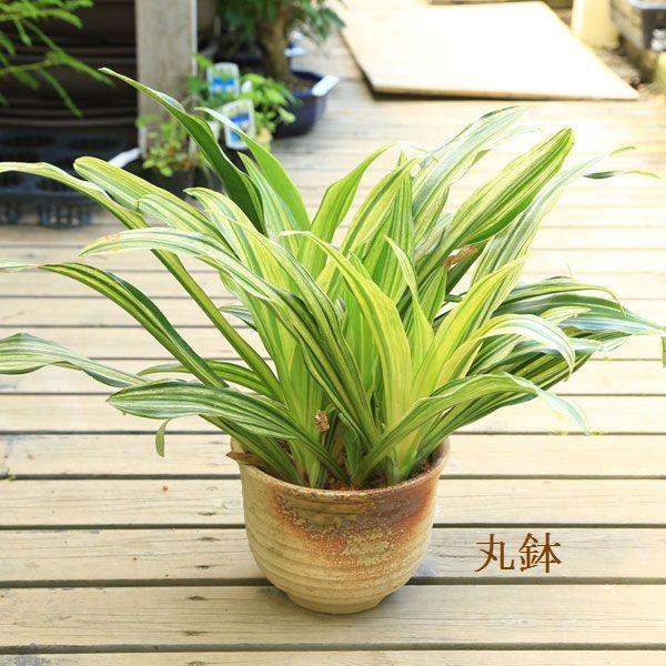 厄除け 観葉植物 おしゃれ：オモト 万年青*萬古焼深鉢 : 遊恵盆栽