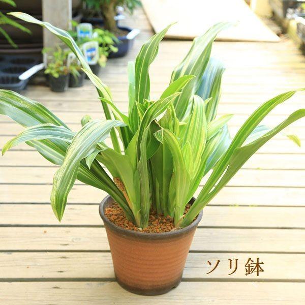 厄除け 観葉植物 おしゃれ：オモト 万年青*萬古焼深鉢 : 遊恵盆栽