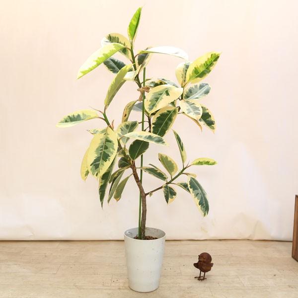 『観葉植物』大型 斑入りゴムの木 フィカス・ティネケ 鉢付き D-7 おしゃれ 観葉植物：フィカス ティネケ（斑入りゴムの木）*バスケット