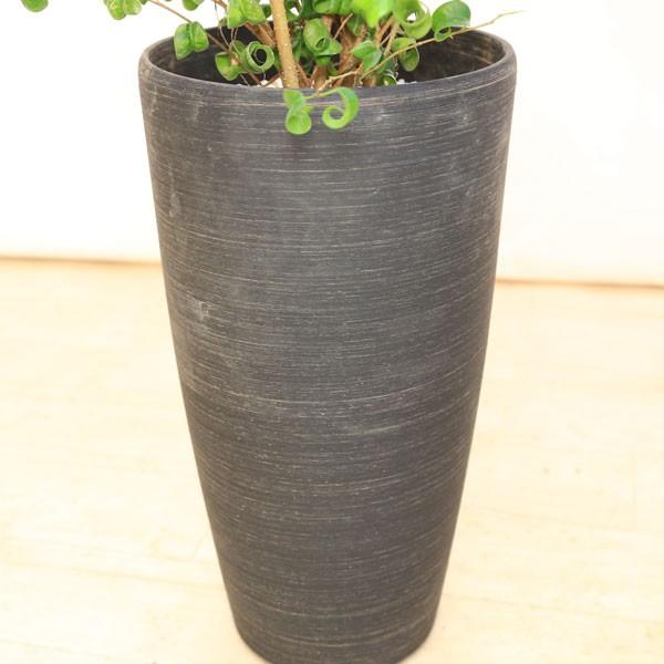 おしゃれ 観葉植物 バロック フィカスベンジャミン ベンジャミナ コルチナ F4408 遊恵盆栽 Yahoo 店 通販 Yahoo ショッピング