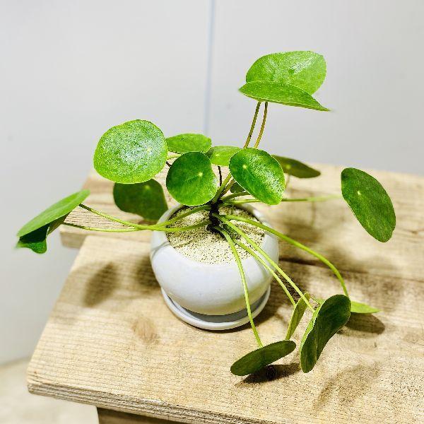 観葉植物 おしゃれ：ピレア ペペロミオイデス モダン陶器鉢*パンケーキ