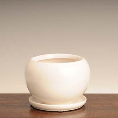 観葉植物 おしゃれ：ピレア ペペロミオイデス モダン陶器鉢*パンケーキ