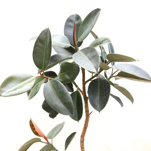 フィカス　バーガンディ　11 おしゃれ 観葉植物：フィカス・バーガンディ(クロゴムの木)*カゴ付き