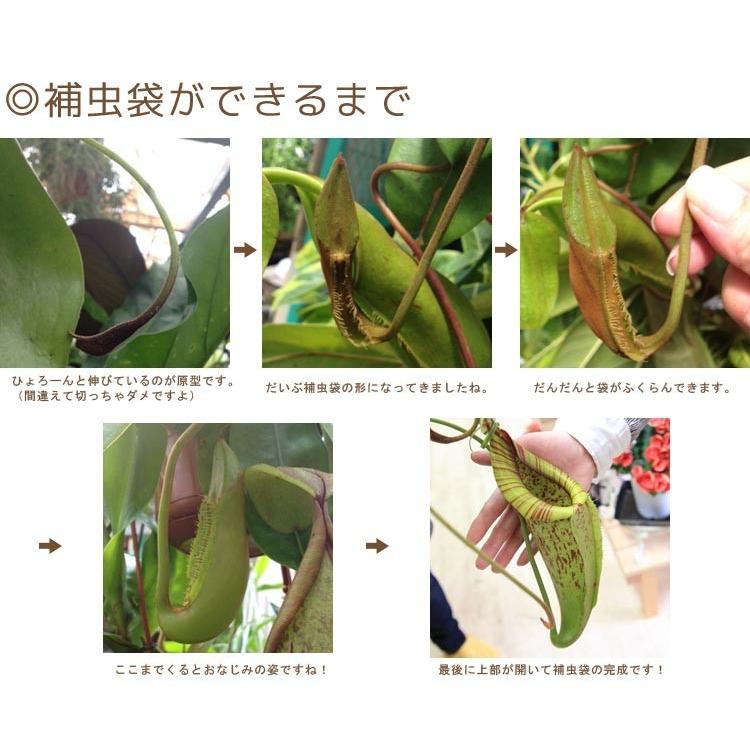 ウツボカズラ（ネペンテス）食虫植物　３種セット 楽天市場】（食虫植物）ウツボカズラ ネペンテス レッドアラタ