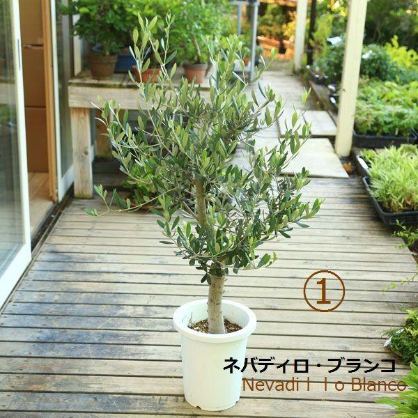 観葉植物 おしゃれ：オリーブの木 *SOUJU（創樹） ルッカorネバディロ