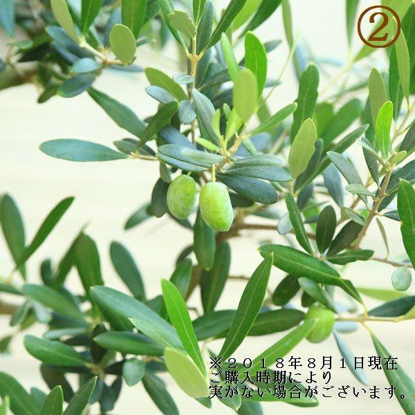 観葉植物 おしゃれ：オリーブの木 *SOUJU（創樹） ルッカor