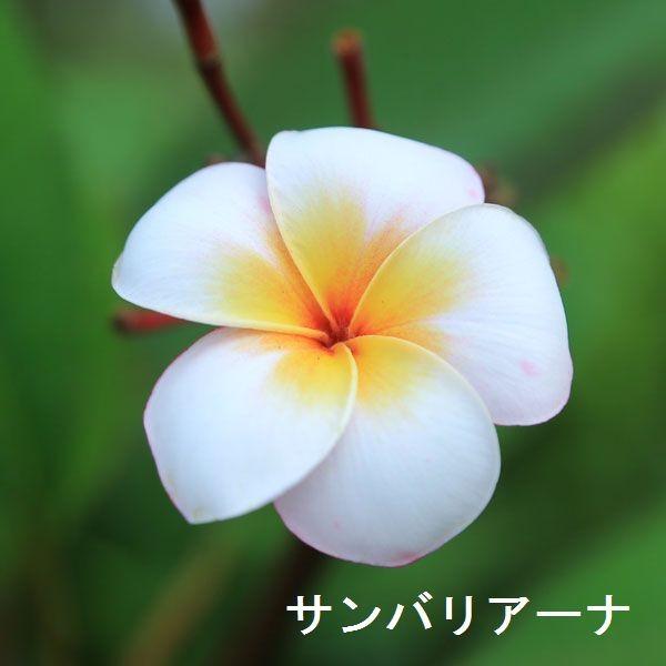 観葉植物 おしゃれ 鉢花：プルメリア（インドソケイ）*バスケット付き