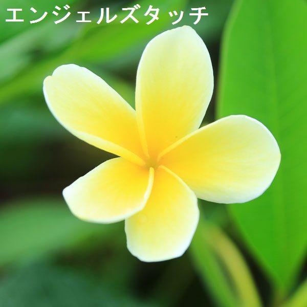 観葉植物 おしゃれ 鉢花：プルメリア（インドソケイ）*バスケット付き