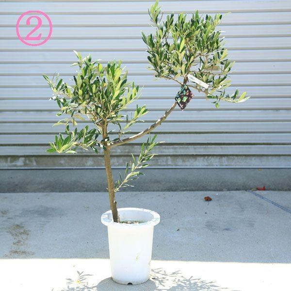 観葉植物 おしゃれ：オリーブの木 *SOUJU（創樹） ネバディロ ブランコ